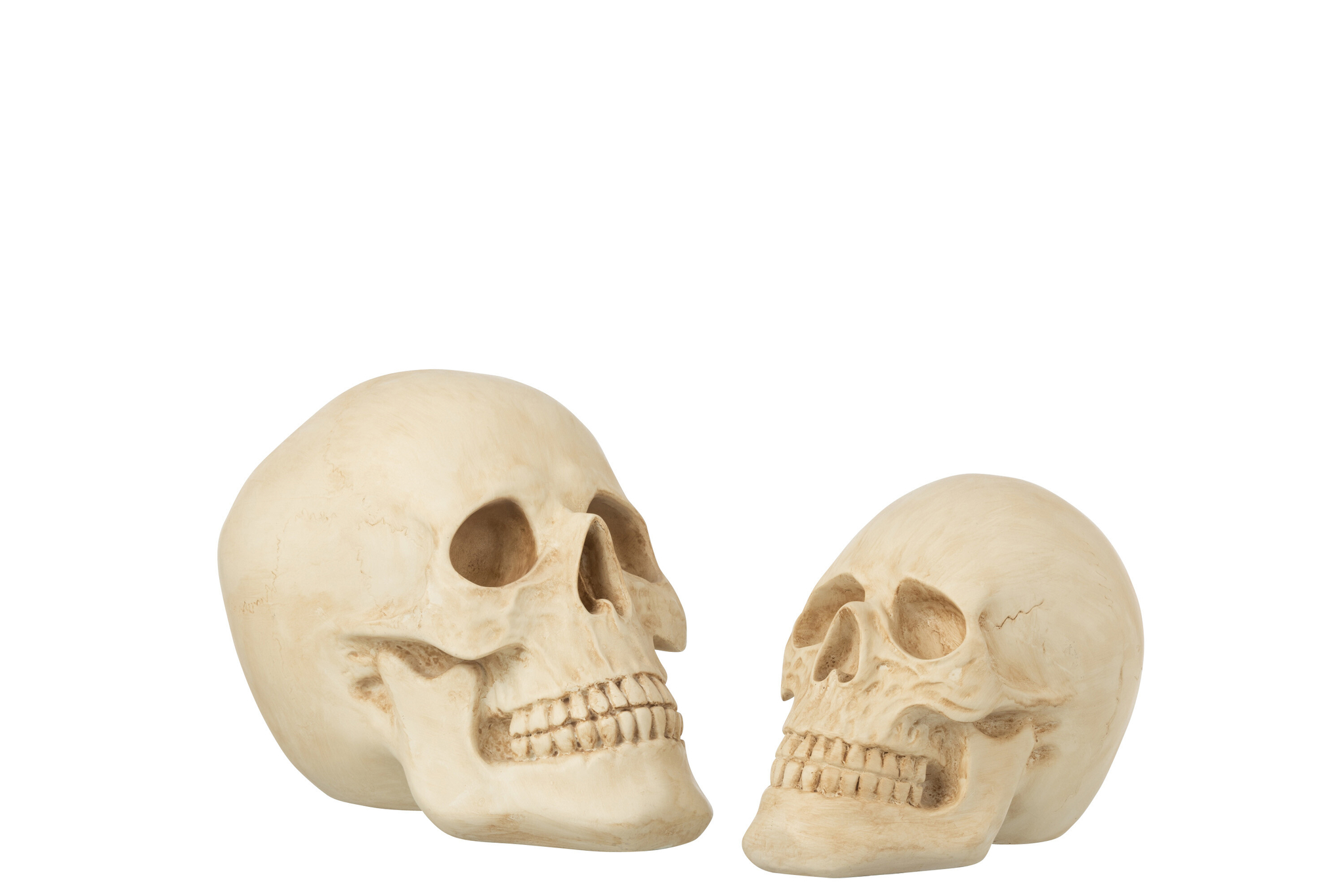 Schädel Groß – Bild 2